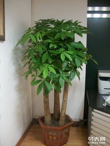 上海辦公室綠植租擺與花卉租賃服務 專業(yè)園林綠化，價格實惠，助力商務環(huán)境升級