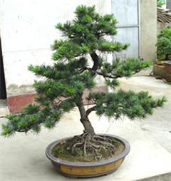 專業(yè)綠意，悅享空間 深圳電視臺攜手指定園藝公司打造高品質(zhì)室內(nèi)植物租擺與養(yǎng)護服務