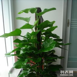 綠色煥新 浦東新區(qū)植物租賃與綠化養(yǎng)護服務全解析
