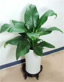 深圳南山園林綠化工程景觀設計 春季室內(nèi)植物租賃與養(yǎng)護指南