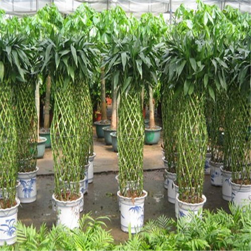 鼓樓區(qū)酒店綠植租賃 專業(yè)養(yǎng)護服務，打造可持續(xù)的生態(tài)美學空間