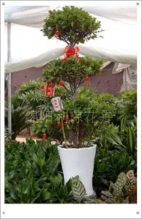 綿陽利瓊花卉 專業(yè)三層榕租賃服務，打造綠色典雅的活動慶典與會場布置