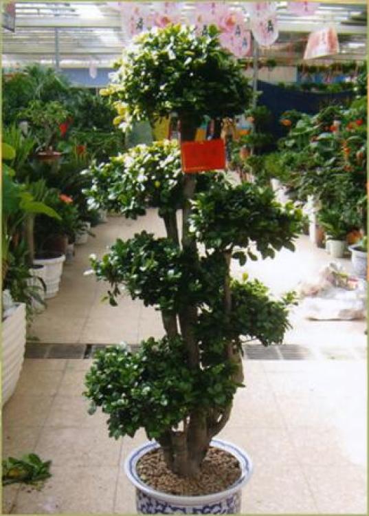 羅湖區(qū)綠植盆景租賃報價與專業(yè)養(yǎng)護服務全解析