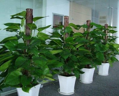 深圳石巖工業(yè)園綠植養(yǎng)護與租擺服務指南