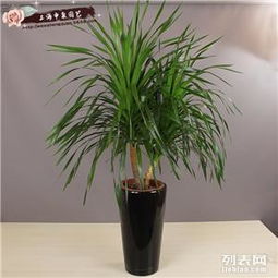 商務樓宇綠色生態(tài) 專業(yè)綠植租憑與花卉租擺養(yǎng)護服務