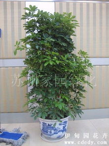 蘇州植物租賃指南 鴨腳木與家園綠化養護服務詳解