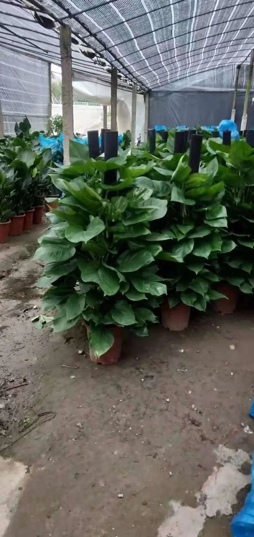 圖 南寧市綠植租擺,植物租擺,花木租擺,花卉租擺,綠化工程 南寧鮮花綠植